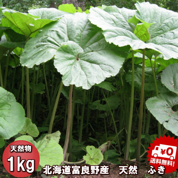 【ご予約販売】北海道ふらの産　天然　無農薬　ふき 1kg