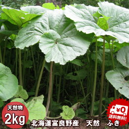 山菜 北海道ふらの産　天然物 ふき　2kg 送料無料　別途送料が発生する地域あり