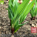 山菜 北海道富良野産 希少な天然の行者にんにく 300g 送料無料 別途送料が発生する地域あり