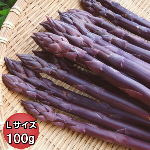 【ご予約販売】北海道富良野産　希少！ラベンダーアスパラ（紫アスパラ）　Lサイズ100g