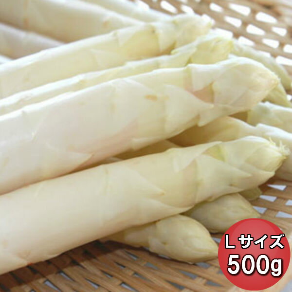 アスパラ　北海道富良野産　ホワイトアスパラガス　秀品　Lサイズ以上　500g【送料無料】