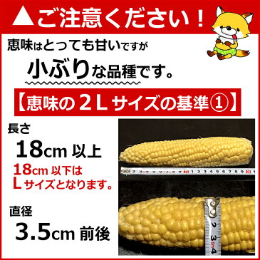 【生】で食べれる！北海道富良野産　フルーツとうもころこし　恵味（めぐみ）　2Lサイズ　10本入り【送料無料】【10P03Dec16】