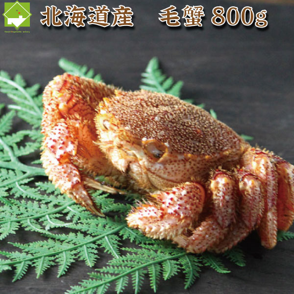 毛ガニ 浜茹で冷凍　北海道産 毛蟹　800g（1〜2尾）