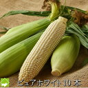 白いとうもろこし 北海道 富良野産 ピュアホワイト 10本入 MからLサイズ混み 送料無料 8月発送予定 別途送料が発生する地域あり