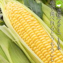 とうもろこし 北海道富良野産 生で食べれるトウモロコシ 恵味(めぐみ) 2Lサイズ 10本入り 【送料無料】