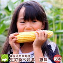 北海道富良野産 恵味 2Lサイズ 5本入り