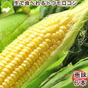 フルーツ とうもろこし 北海道 富良野産 恵味 2Lサイズ 6本送料無料 別途送料が発生する地域あり