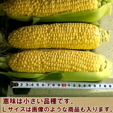 とうもろこし 北海道 富良野産 生で食べれる　恵味 Lサイズ 10本入り　一部の地域 送料無料