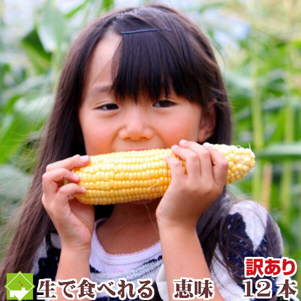 【生】で食べれるトウモロコシ　北海道富良野産　【恵味（めぐみ）　Mサイズ 12本入】【訳あり】味来より甘い！とう…