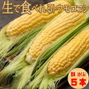 とうもろこし 北海道富良野産 恵味 5本 送料無料 別途送料が発生する地域あり