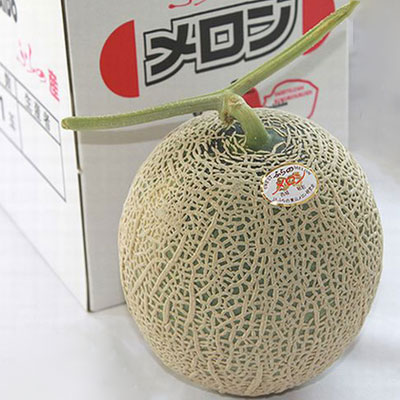 ふらのメロン 北海道富良野産 赤肉メロン 1.2キロ以上 1玉【同梱不可】【送料別】