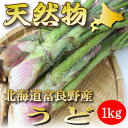 北海道富良野産 山菜 うど(ウド) 1kg 【送料無料】【1...