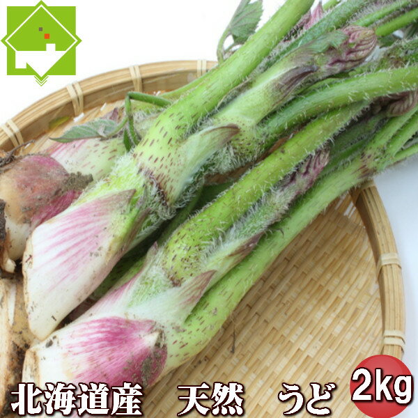 北海道富良野産 山菜 うど ウド 2kg 【送料無料】