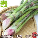 山菜 北海道富良野産 うど(ウド)1kg 送料無料 別途送料の発生する地域あり