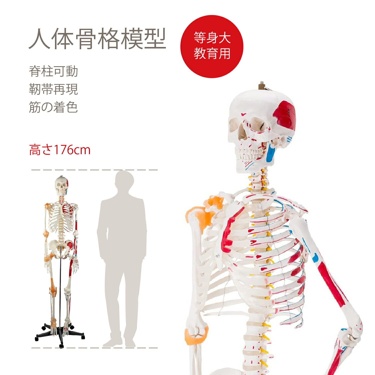 楽天市場】人体 骨格模型(ホビー)の通販 楽天市場】人体 骨格模型(ホビー)の通販