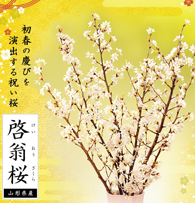 11/12締切 【山形 啓翁桜】 みちのく初桜 約80cm×7本 （蕾） 化粧箱入り 産地直送 山形県産 けいおうざくら ご両親へプレゼント お正月飾り 新年祝花 お歳暮 切り枝 花 つぼみ 寒桜 桜 さくら 薄紅色 インスタ映え おせち料理と一緒に お取り寄せギフト 送料無料 限定商品