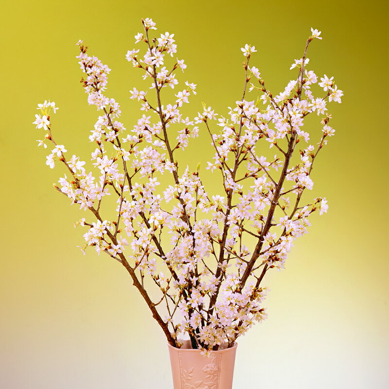 みちのく初桜 啓翁桜 約80cm×7本 山形県産 迎春 正月飾り お歳暮 お年賀 ギフト けいおうざくら 桜 さくら お取り寄せ 2020年12月下旬お届け予定 ゆうパック 送料無料 期間限定 早期特典 予約 おせち料理 お節 早割