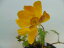 福寿草 「玉手箱」1芽