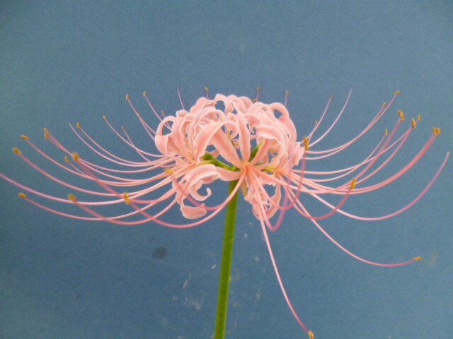 【送料無料】ヒガンバナ 彼岸花 ピンク「桃源」