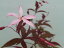 ミツバシモツケ ピンク花
