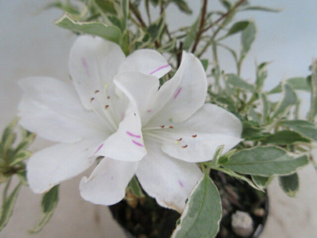 【送料無料】花木 ツツジ 白斑 A