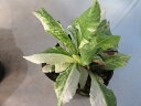【送料無料】山野草 クリンソウ 白斑 黄花クリンソウ