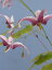 イカリソウ アクミナツム(E.acuminatum)