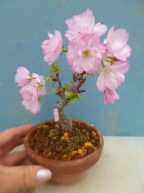 【送料無料】小盆栽　桜　旭山　大