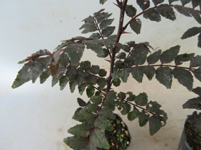 【送料無料】果樹苗　サンショウ　カラス葉サンショウ