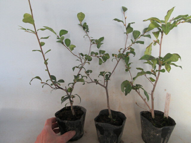 【送料無料】実成り盆栽　ロウヤ柿　オス木　交配用