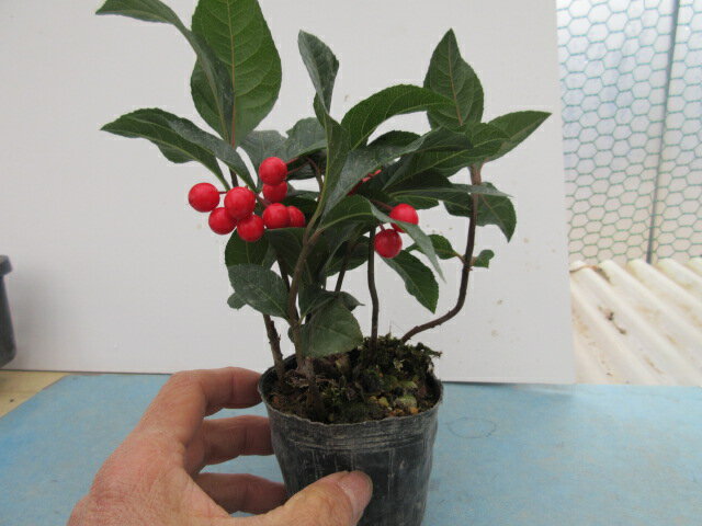 【送料無料】観葉植物「実付き ヤブコウジ（十両）「紅玉」赤実