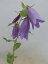 初夏の山野草 青花ホタルブクロ