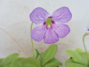 【送料無料】食虫植物　虫取りスミレ　紫すじ花