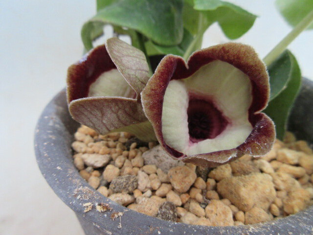 【送料無料】カンアオイ　青軸　赤花パンダ　大1芽