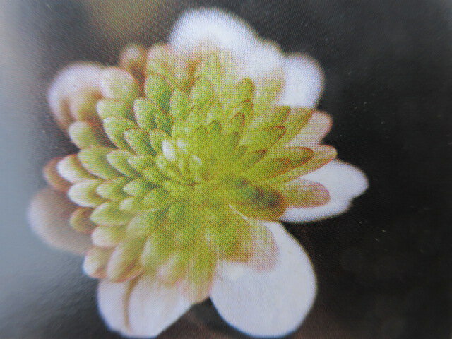 【送料無料】雪割草　千重咲き　翠苑　2芽のサムネイル