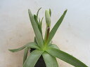 【送料無料】多肉植物　球根植物　ブルビネ　ブルインシー×ファラックス（Bulbine bruynsii×fallax）