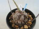 【送料無料】多肉植物 塊根植物 亀甲竜 B