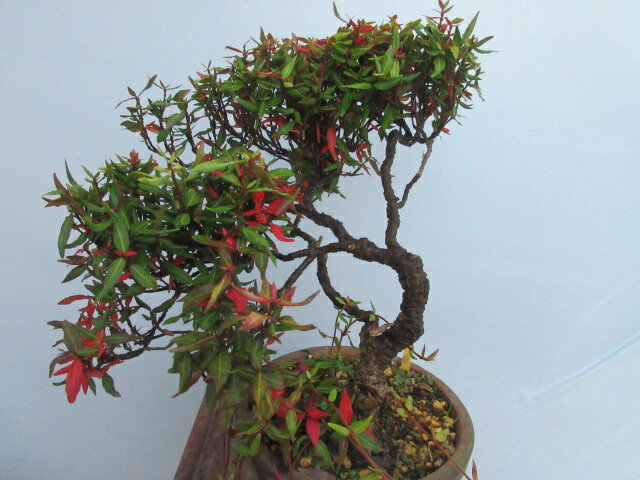 【送料無料】小盆栽　チリメンカズラ　青葉　A