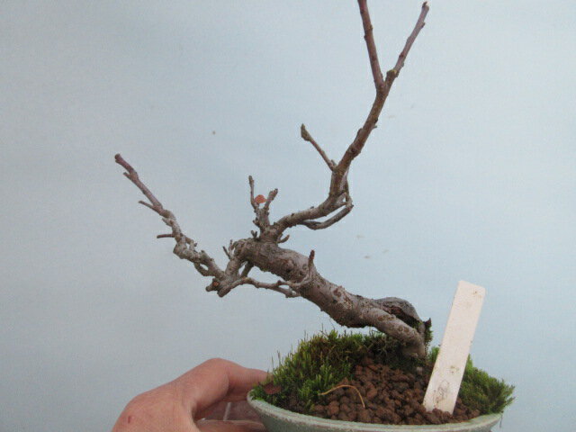 【送料無料】小盆栽 ズミ A