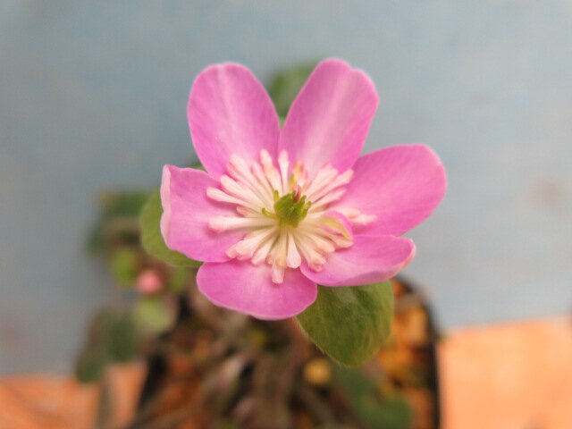 【規格】9cmポット、3芽。 ※ピンク色の花弁が優しげ、白のシベが可愛い。 ※ ※写真は令和6年3月2日撮影。 ※お届けの品です。【まとめ買いクーポン配布中！2点目1000円off】