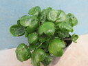 【送料無料】山野草 雪割草 変わり葉 きのこ葉 多数芽