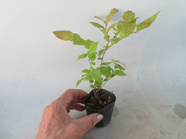 楽天市場】ナツハゼ(花・観葉植物|花・ガーデン・DIY)の通販 楽天市場】ナツハゼ(花・観葉植物|花・ガーデン・DIY)の通販