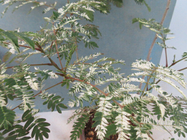 【送料無料】花木　ネムノキ　白斑ネムノキ　A