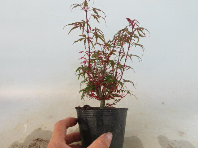 【送料無料】紅葉　赤い葉　小盆栽　モミジ　京の糸