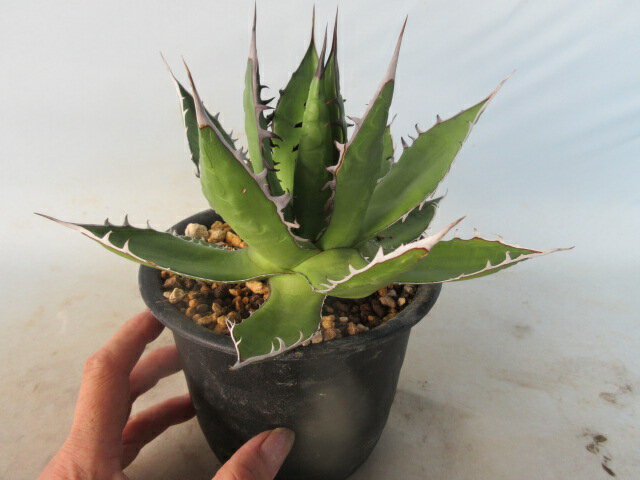 【送料無料】多肉植物　インテリア　アガベ　ホリダ　A　小のサムネイル