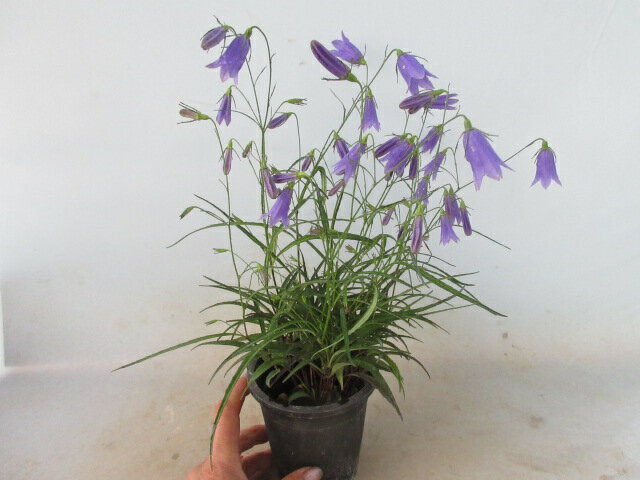 【送料無料】秋の山野草　イワシャジン（紫）のサムネイル