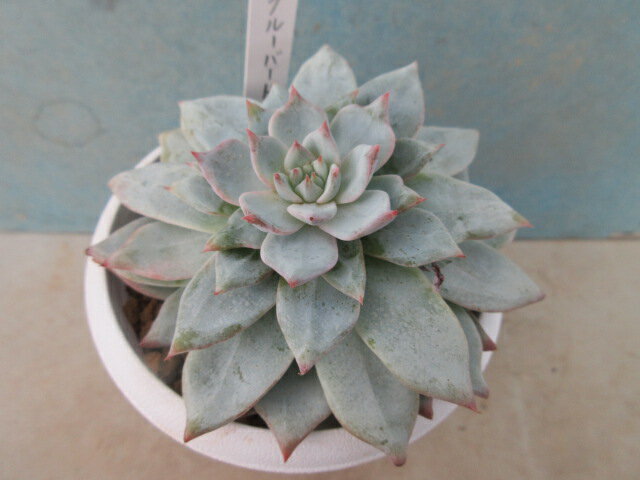 【送料無料】多肉植物　エケベリア ブルーバードのサムネイル