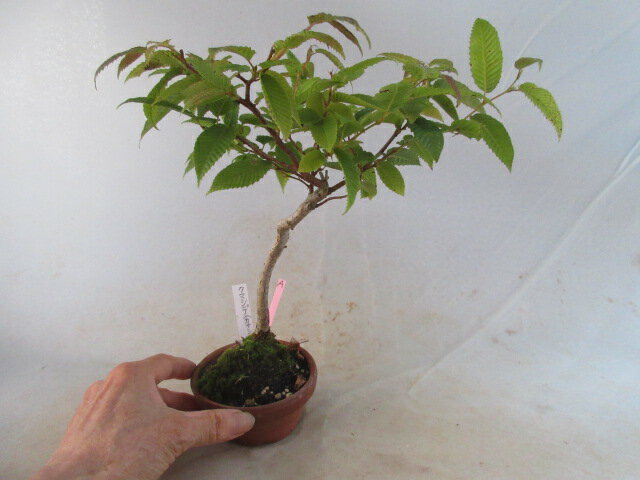 【送料無料】小盆栽　クマシデ（カナシデ）　A