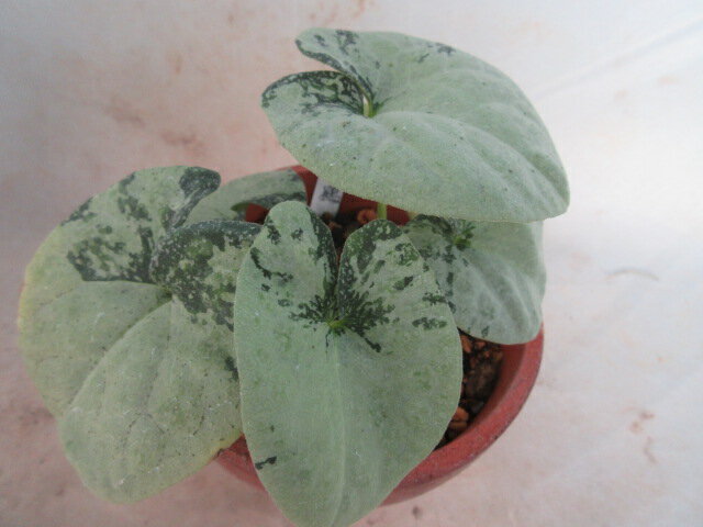 【送料無料】カンアオイ　細辛　舞鶴　2芽