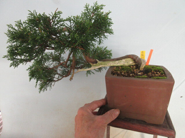 【送料無料】盆栽　小盆栽　糸魚川真柏　C